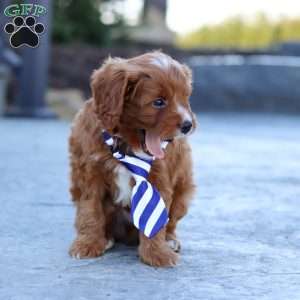 Mr. Bentley, Cavapoo Puppy